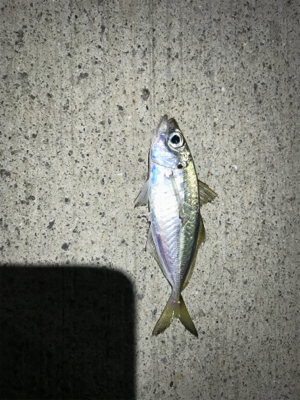 久しぶりにアジング