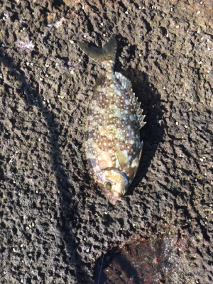 千畳敷へ初釣行