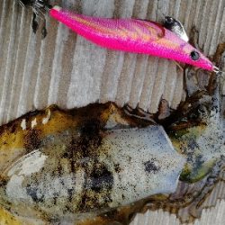 出勤前エギング