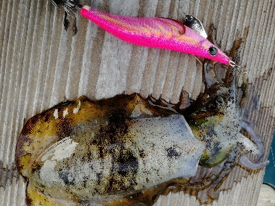 出勤前エギング