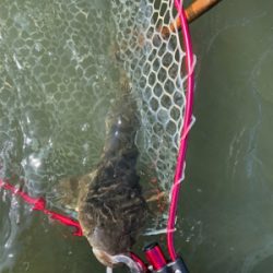 ナイトゲーム&デイウェーディング