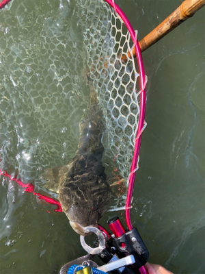 ナイトゲーム&デイウェーディング