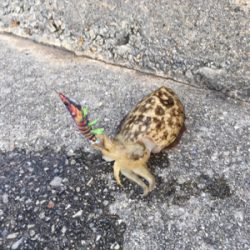 のんびりエギング