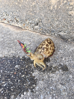 のんびりエギング