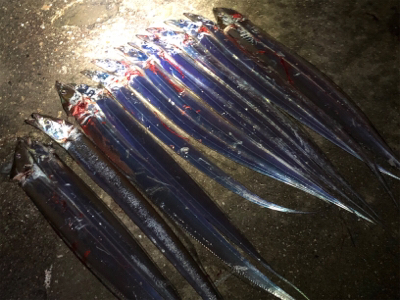 雨の合間にのタッチーパラダイス(^^)