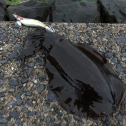 だいぶ大きくなってます