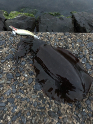 だいぶ大きくなってます