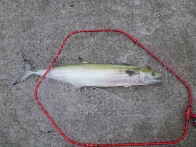 ポーアイ沖堤釣行