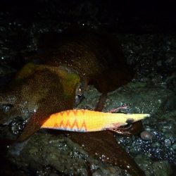 アオリイカ調査