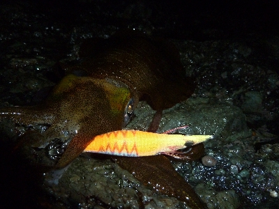 アオリイカ調査