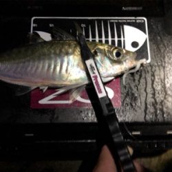 朝練 ちょこっとアジング