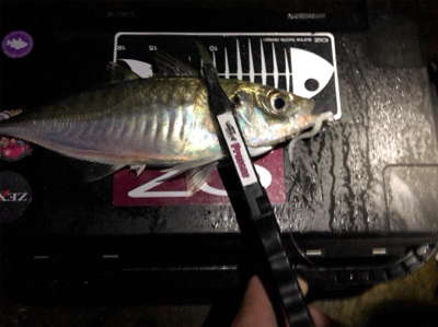 朝練 ちょこっとアジング