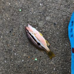 残敗カワハギ釣り