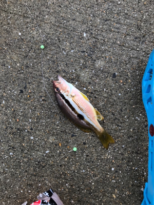 残敗カワハギ釣り