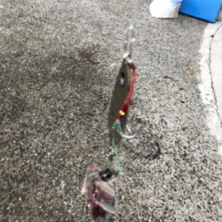 目指せサイズアップ！