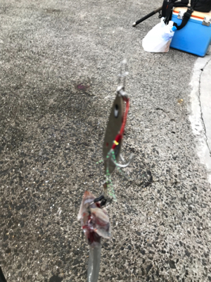 目指せサイズアップ！