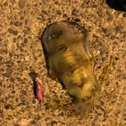 秋イカエギング