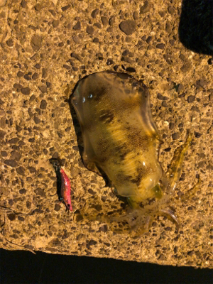 秋イカエギング