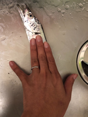 タチウオ夜ワインド