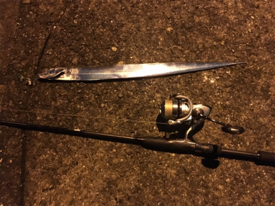 太刀魚ハント！