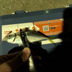 暴風雨豆アジング