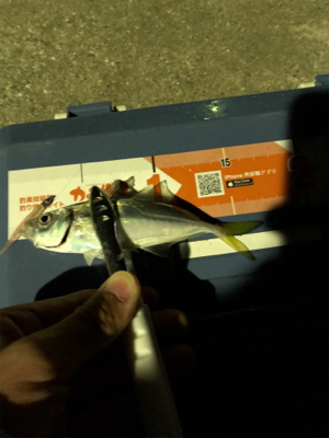 暴風雨豆アジング