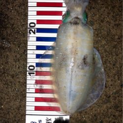 夕まづめ3時間勝負