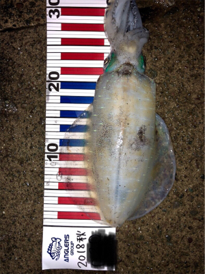 夕まづめ3時間勝負