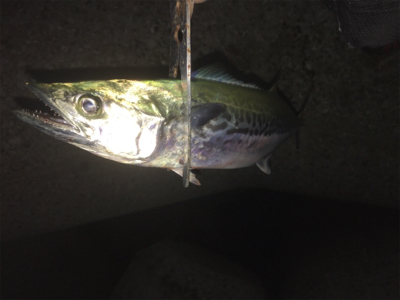 久しぶりにタチサゴハマチ