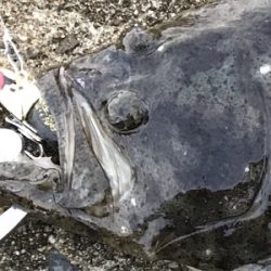 フラットフィッシュ