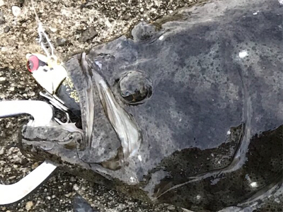 フラットフィッシュ