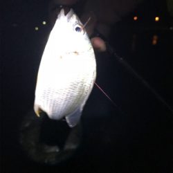 ずる引きチニング