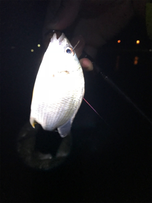 ずる引きチニング