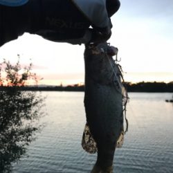 夕まずめ子バス釣り