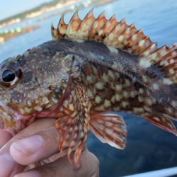 朝まずめライトロック♪