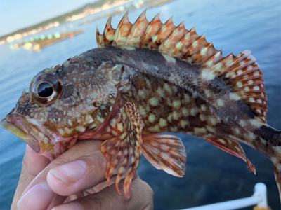 朝まずめライトロック♪