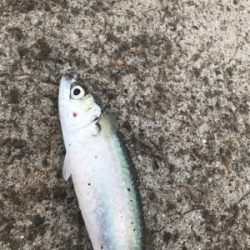 潮読んでなんとか一本！！