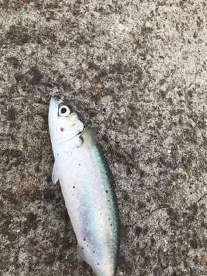 潮読んでなんとか一本！！