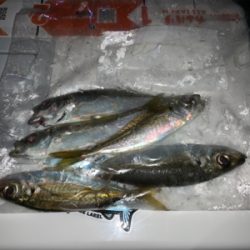 仕事終わりアジング