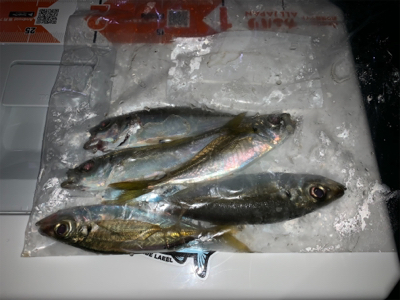 仕事終わりアジング