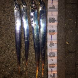 癒しのウキ釣り