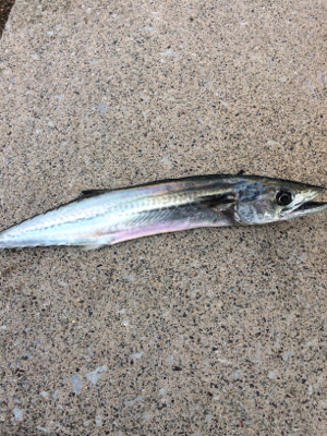 ショアジギング