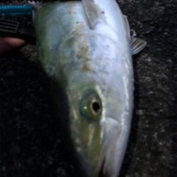 ワインド後はライトショアジギングで