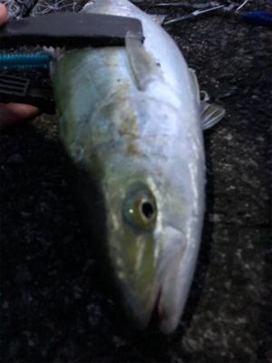 ワインド後はライトショアジギングで