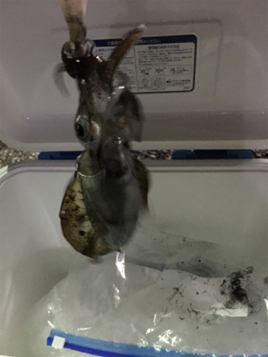 やっと釣れたアオリイカ