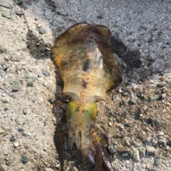 やっと秋が来た！