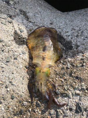 やっと秋が来た！