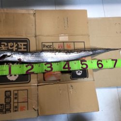 夕まずめ1時間勝負