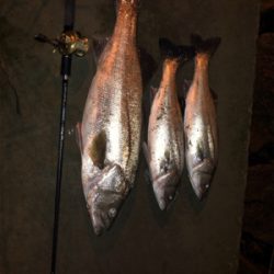 久しぶりのシーバスフィッシング