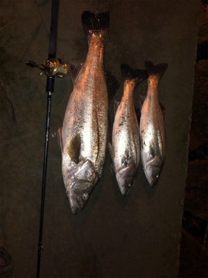 久しぶりのシーバスフィッシング